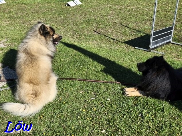 22.4.2026 - Hundekurs